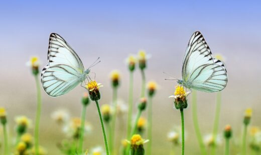 butterflies-g31529b803_1920